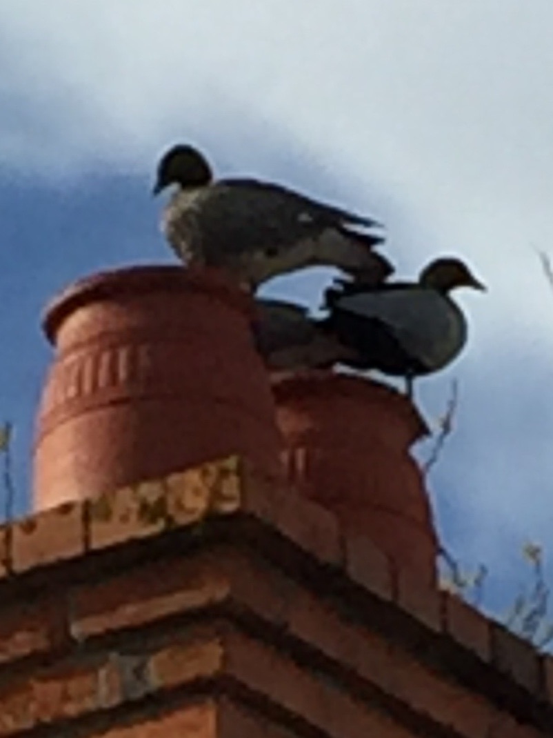 Prayerful of feathers